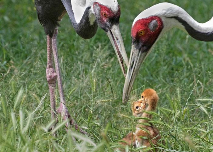 ������ʢ��������ͼ����԰�������ɳ˷�չ�����