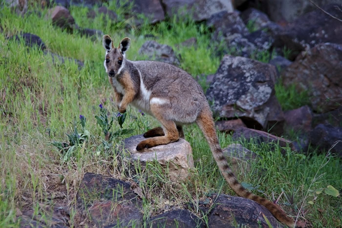 研究发现，在澳洲有明确保育管理措施的地区，哺乳动物族群量增加了46%。 图为黄足岩袋鼠。 照片来源：维基百科（CC BY-SA 4.0）