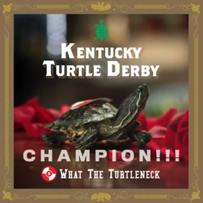 WHAT THE TURTLE NECK��ö�Ӯ��