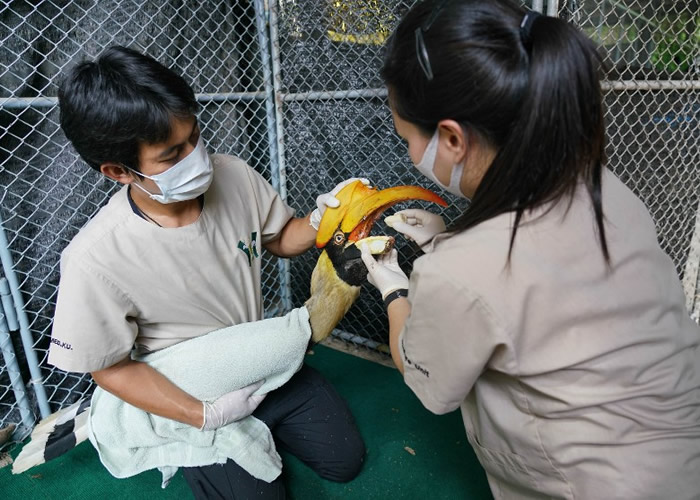 Coco没了鸟喙下半部,要靠人喂饲。