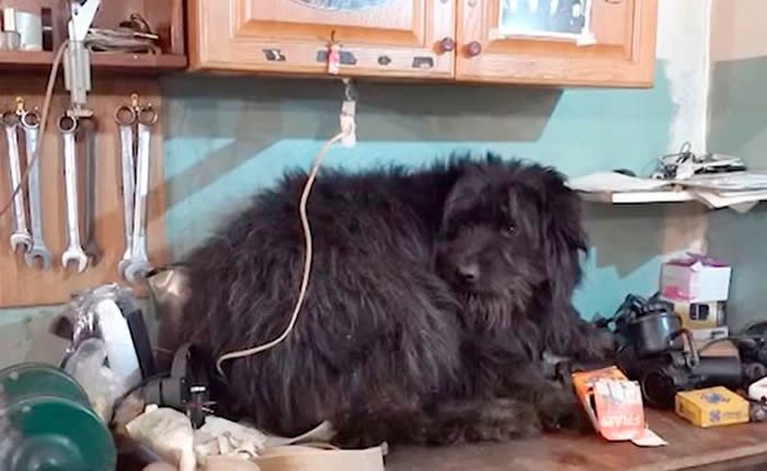 忠犬八公:俄罗斯㹴犬趴冰雪中痴等2个月 凝望大海盼主人早日回来