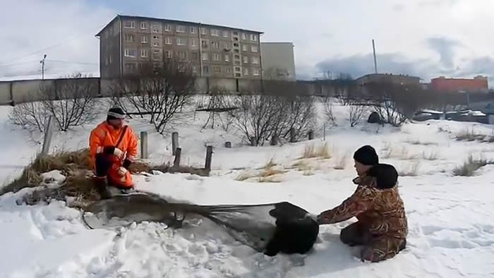 忠犬八公:俄罗斯㹴犬趴冰雪中痴等2个月 凝望大海盼主人早日回来