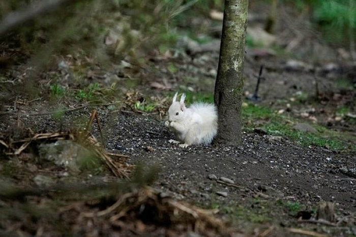 ױ֢ëɫ⣬ͨûͼFacebookSaving Scotland`s Red Squirrels