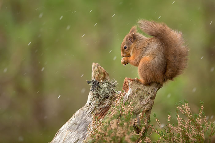 һ󡣣ͼFacebookSaving Scotland`s Red Squirrels