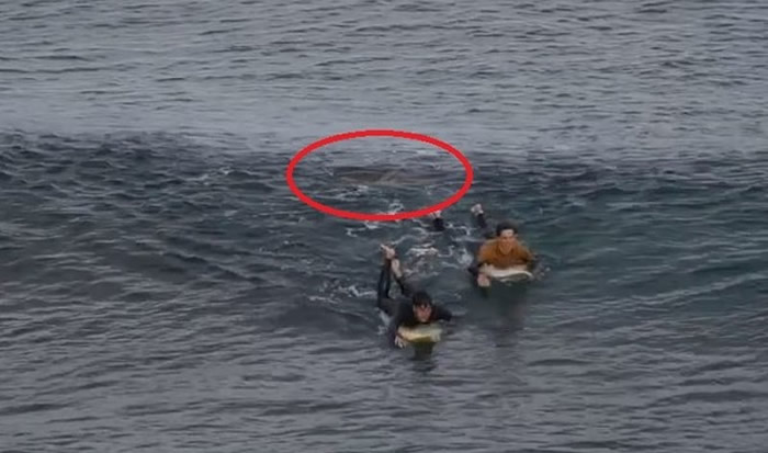 法籍游客纳卡斯（左）被鲨鱼攻击，揍鲨鱼两拳逃生，红圈处为鲨鱼。（图／翻摄自脸书／Matthew Sedunary）