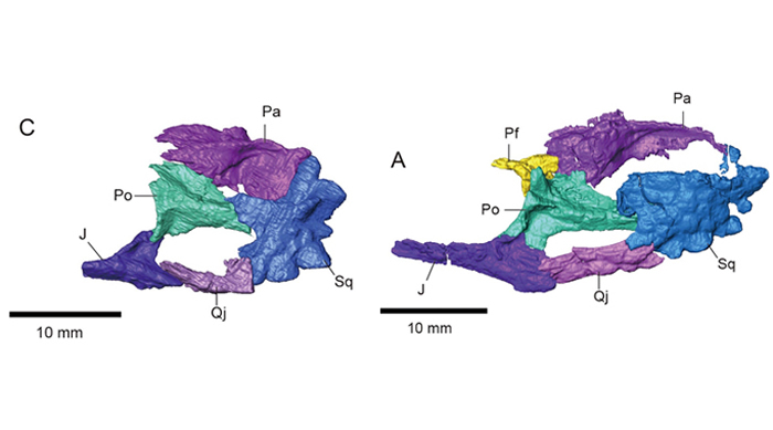 ٪ɽHeishanosaurus pygmaeusͼ٪Coeruleodraco jurassicusͼۣ