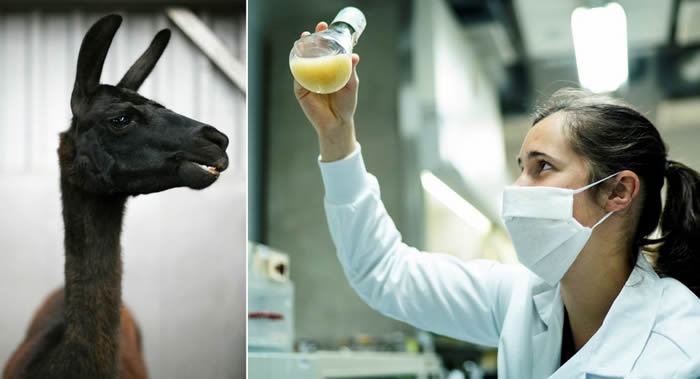 《细胞》(Cell)期刊:科学家在羊驼的血液中发现冠状病毒抗体