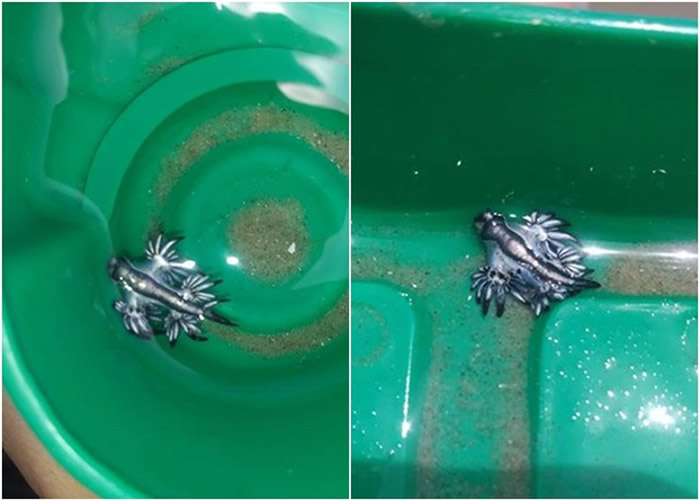 �������������׵����Һ���7����ͯ����С�������֮�ƵĴ�����������