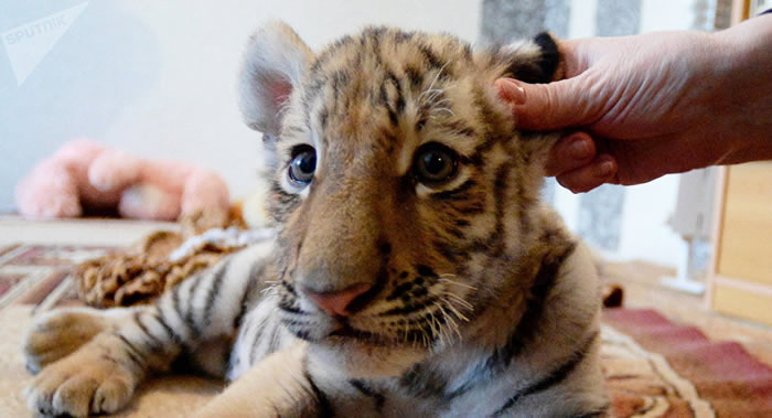 俄罗斯国家狩猎监督局抓到一只闯到滨海边疆区村庄的幼年阿穆尔虎