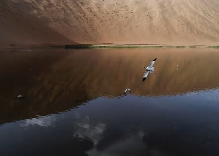 ɹŰĻι̽նӵ̽շ׼º˫ɫ