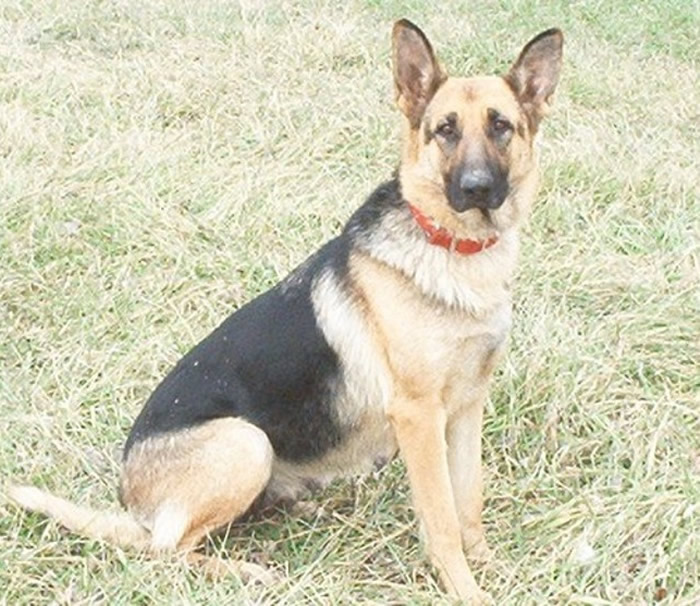 �۴��о�֤������ɴ����¹ڷ�������������