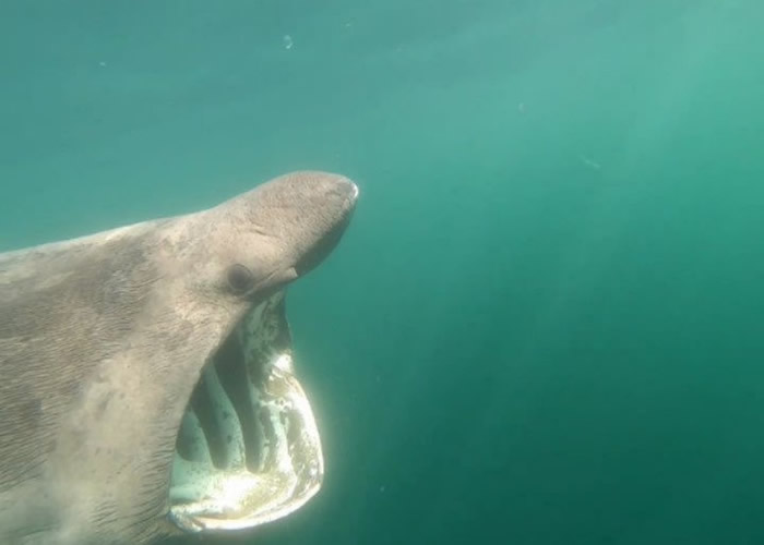 爱尔兰4名男子前往西海岸克莱尔县海岸滑浪 巧遇20条姥鲨迎面游至