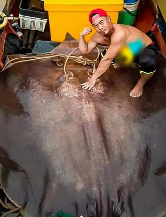 马来西亚渔民捕获体型超巨大的“魔鬼鱼”淡水魟鱼并开心合影 动保人士愤怒