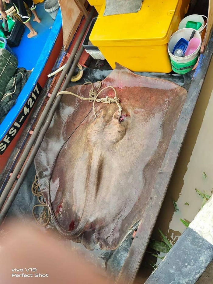 马来西亚渔民捕获体型超巨大的“魔鬼鱼”淡水魟鱼并开心合影 动保人士愤怒