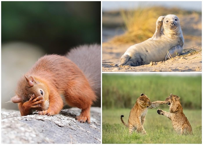 美国“搞笑野生动物摄影奖”开始接受投稿 主办方公开部分作品