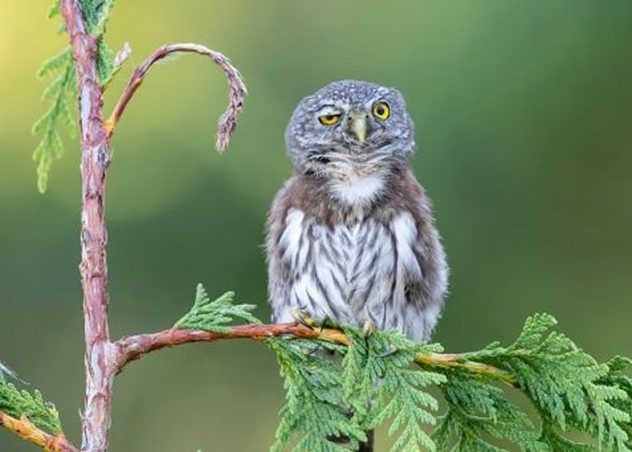 美国“搞笑野生动物摄影奖”开始接受投稿 主办方公开部分作品
