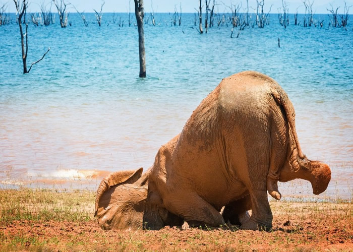 美国“搞笑野生动物摄影奖”开始接受投稿 主办方公开部分作品