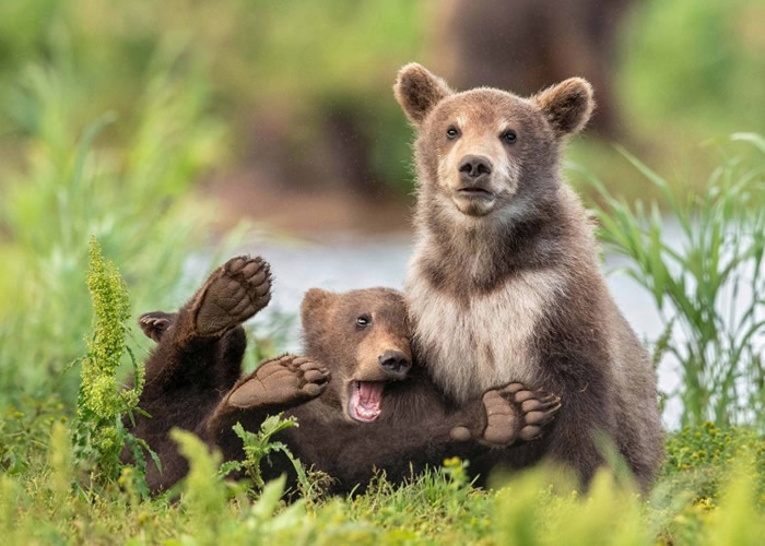 美国“搞笑野生动物摄影奖”开始接受投稿 主办方公开部分作品
