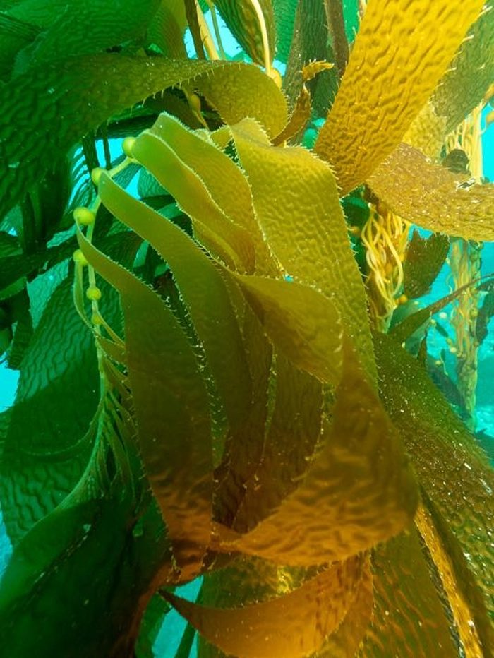 巨藻森林为许多物种提供掩蔽,例如灰鲸、海獭和鲍鱼。 PHOTOGRAPH BY MAURICE ROPER