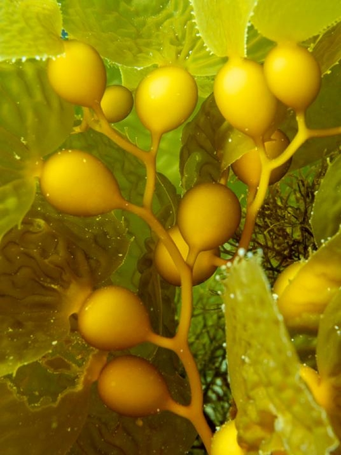 大约9成的加州巨藻森林因为2014-2016年间的一波海洋热浪而死去。 PHOTOGRAPH BY MAURICE ROPER