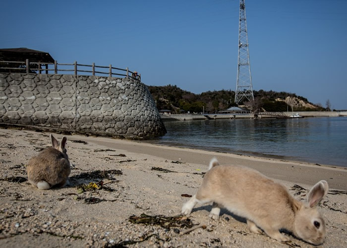 �������϶�����Ⱥ����������Ѫ�ԣ�RHDV2������