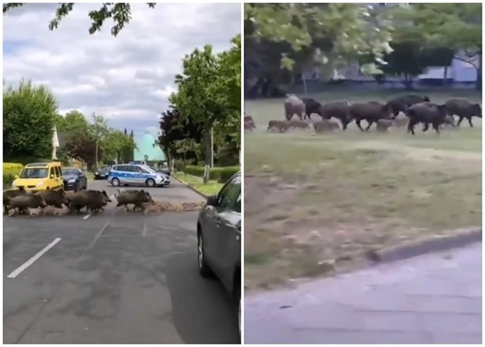 ������µ¹�����Լ30ֻҰ�������ڽֵ��ϡ���Ѳ��