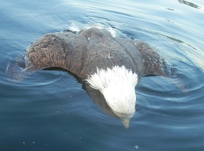 ͷʬƯں档ͼMaine Department of Inland Fisheries & Wildlife