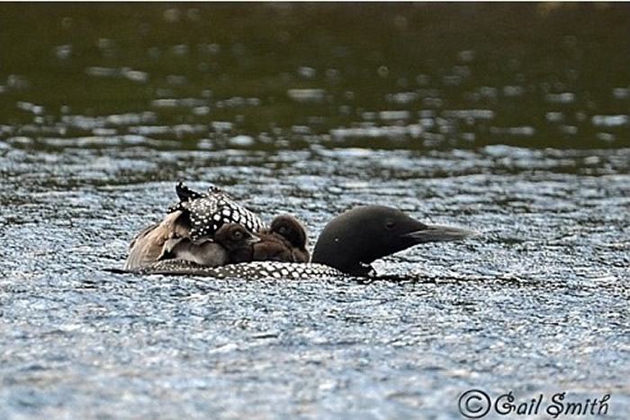 ͨǱͨѺӱڳ¡ͼMaine Department of Inland Fisheries &Wildlife