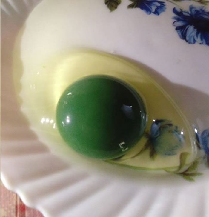 印度喀拉拉特邦鸡农发现饲养的母鸡竟产下绿色蛋黄的蛋 可正常孵化