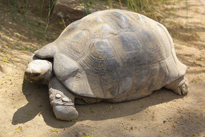 多明尼加共和国父母听信女巫的话以为喝龟血可以抵抗新冠肺炎 导致5个月大女婴身亡