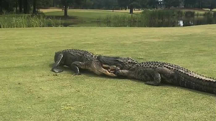 美国南卡罗莱纳州高尔夫球场 两条巨大鳄鱼在草地上互咬扭打长达2小时