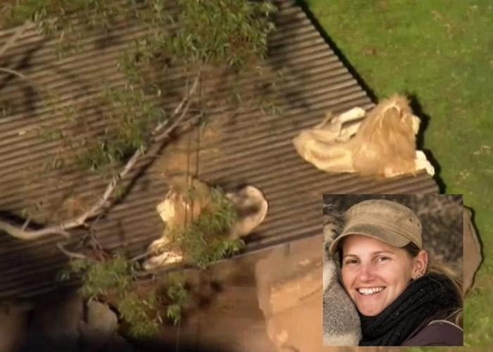 澳洲新南威尔士州Shoalhaven动物园女员工进狮子笼打扫的时候被2头狮子疯狂攻击