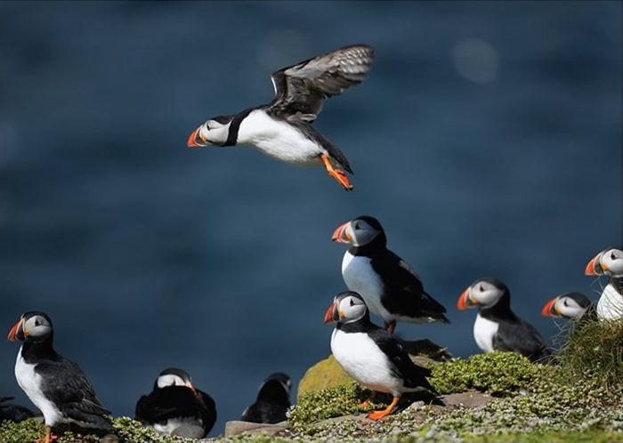 Ӣ��ŵɭ�����������ķ���Ⱥ�������ġ������� ȫ������ÿʹ��