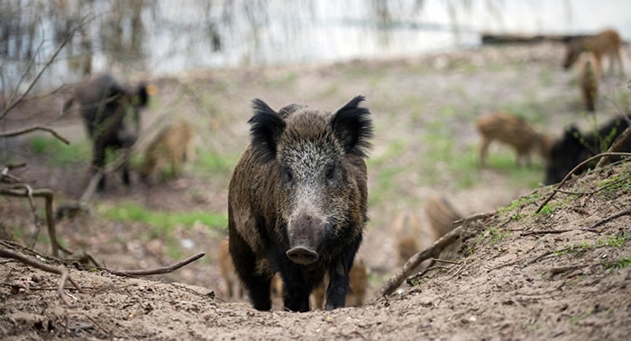 �ո���һͷҰ���������쵼�»������ж�