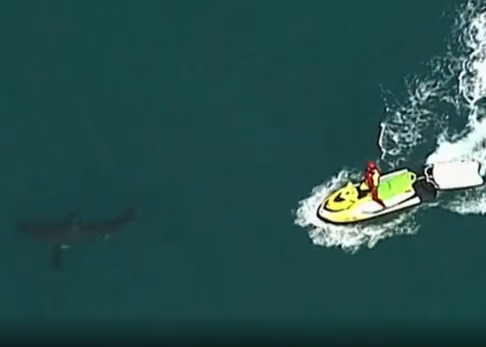 政府人员驾驶快艇在涉事的国王崖水域发现鲨鱼。