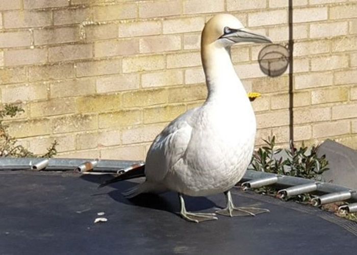 ��Ϣ�ڱ��������������;����Ӣ��ŵ���˿����