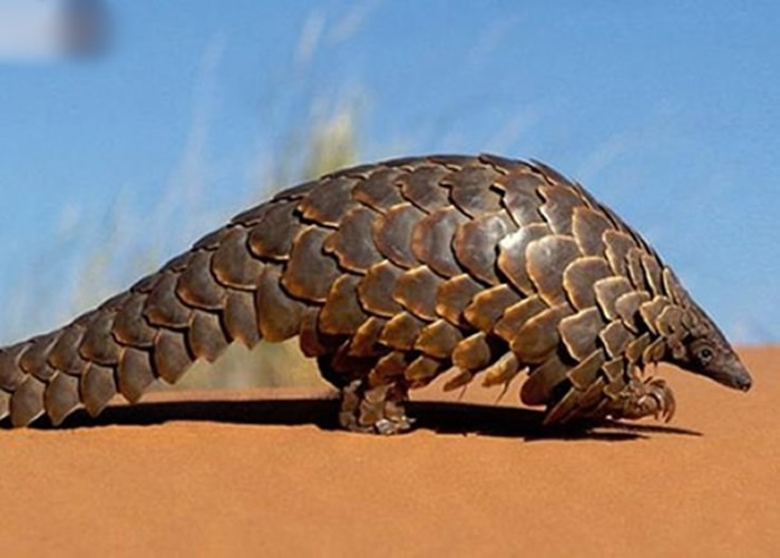 2020��桰�й�ҩ�䡱�Ƴ���ɽ�׺ͺ���������Ļ��������