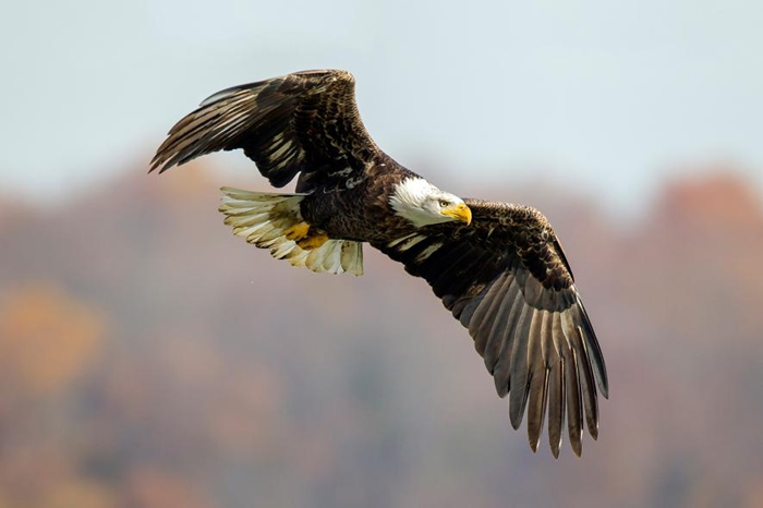 鹦ڱʮֻͷʰ衣 PHOTOGRAPH BY GEORGE GRALL NAT GEO IMAGE COLLECTION