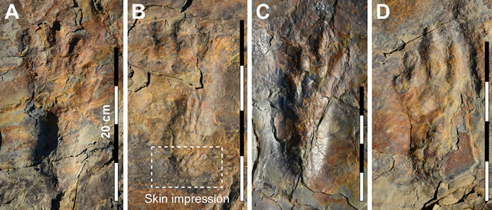 韩国发现的足迹化石来自双足行走的现代鳄鱼祖先 之前曾被认为是巨型翼龙足迹