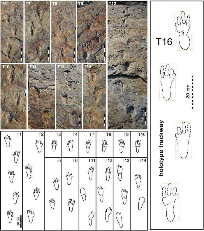 韩国发现的足迹化石来自双足行走的现代鳄鱼祖先 之前曾被认为是巨型翼龙足迹