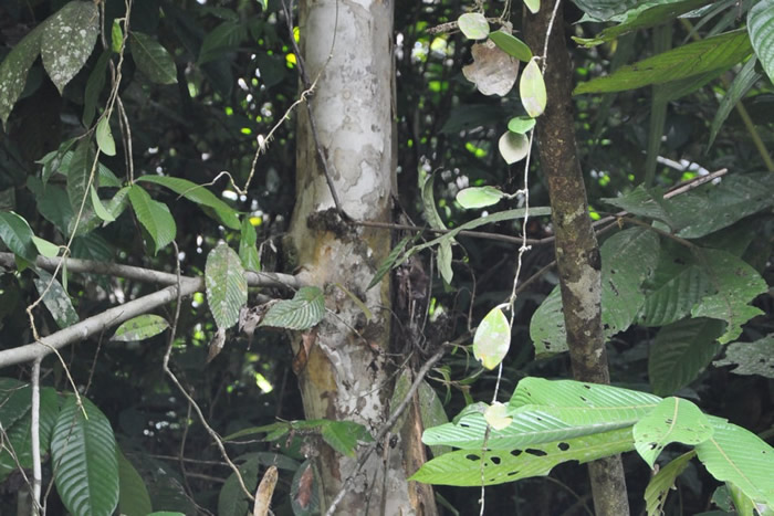 2015�꣬EDC�Ŷ���������������ʡ���·�����ԲҶ��÷�� ͼƬ��Դ��EDC