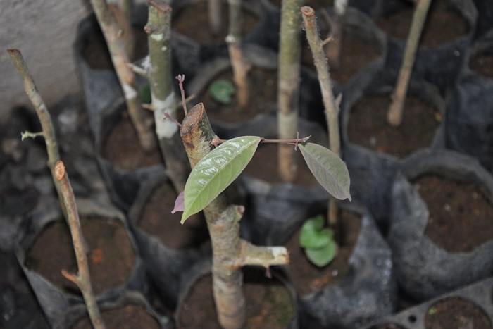 ��ԲҶ��÷���硣 ͼƬ��Դ��EDC