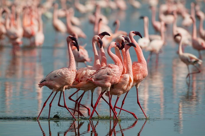 Сڿɿ³Lake NakuruչԼ ЩʱΪʳﻥ򶷣ԽۺĺԽ PHOTOGRAPH BY DENI