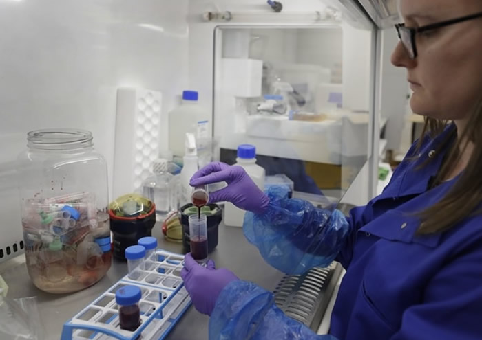 美国研究人员认为新冠病毒已产生基因突变 更容易感染人体细胞