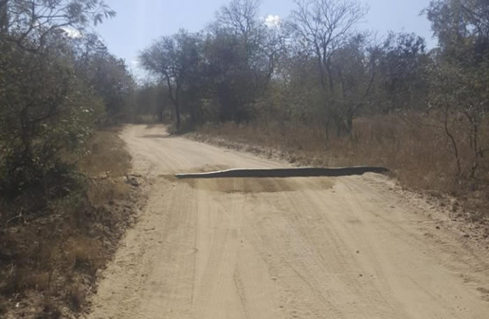 南非林波波省男子驾车发现前面道路有条黑色减速坡 下车才发现是条巨蟒