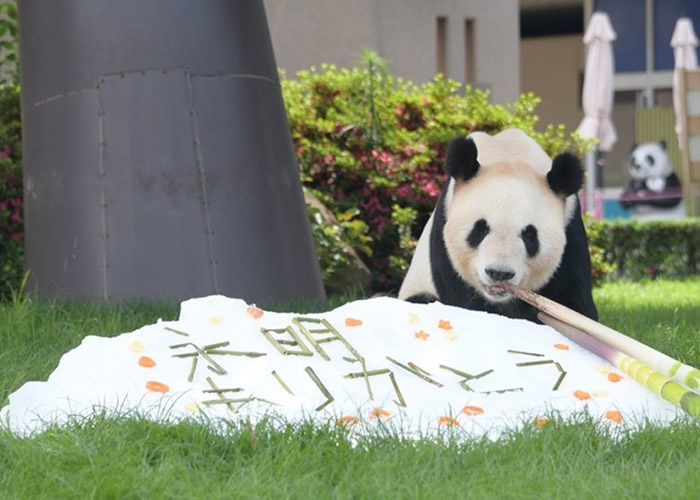 日本和歌山县白滨町“冒险世界”动物园育15子女的大熊猫“永明”欢庆父亲节