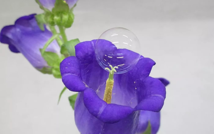 蜜蜂数量减少 研究人员找到植物授粉新方法：肥皂泡