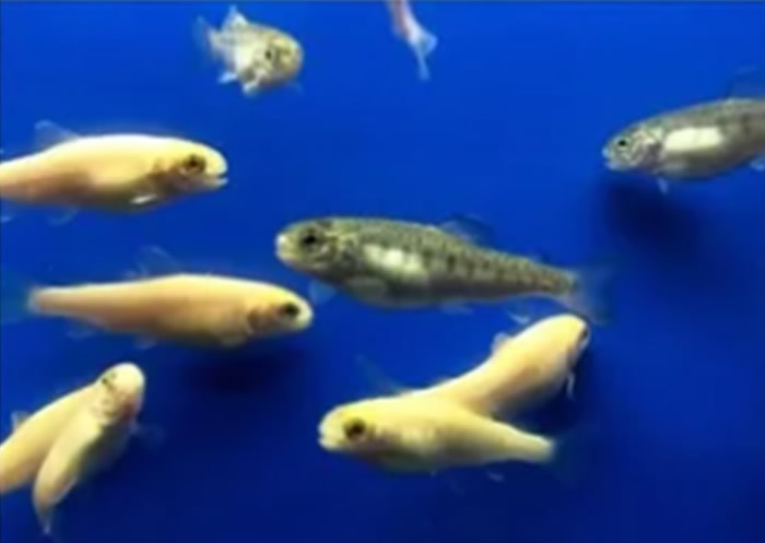 日本东京海洋大学全球首次虹鳟试管大量增殖成功 有望保护濒危鱼类