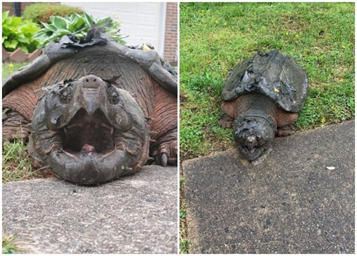 美国维珍尼亚州北部郊区民居惊现29公斤大鳄龟