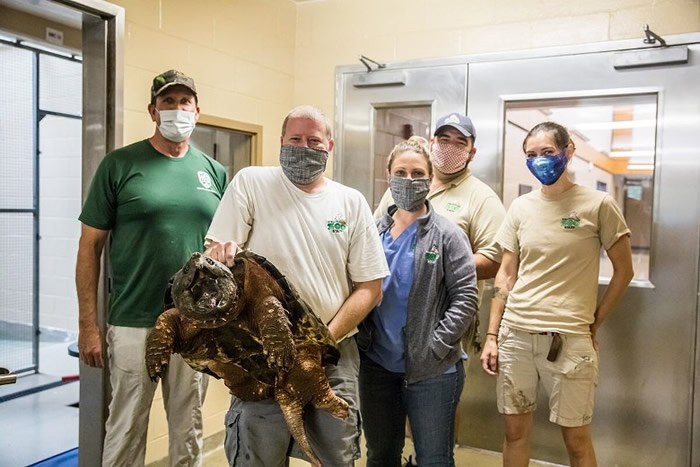 美国维珍尼亚州北部郊区民居惊现29公斤大鳄龟